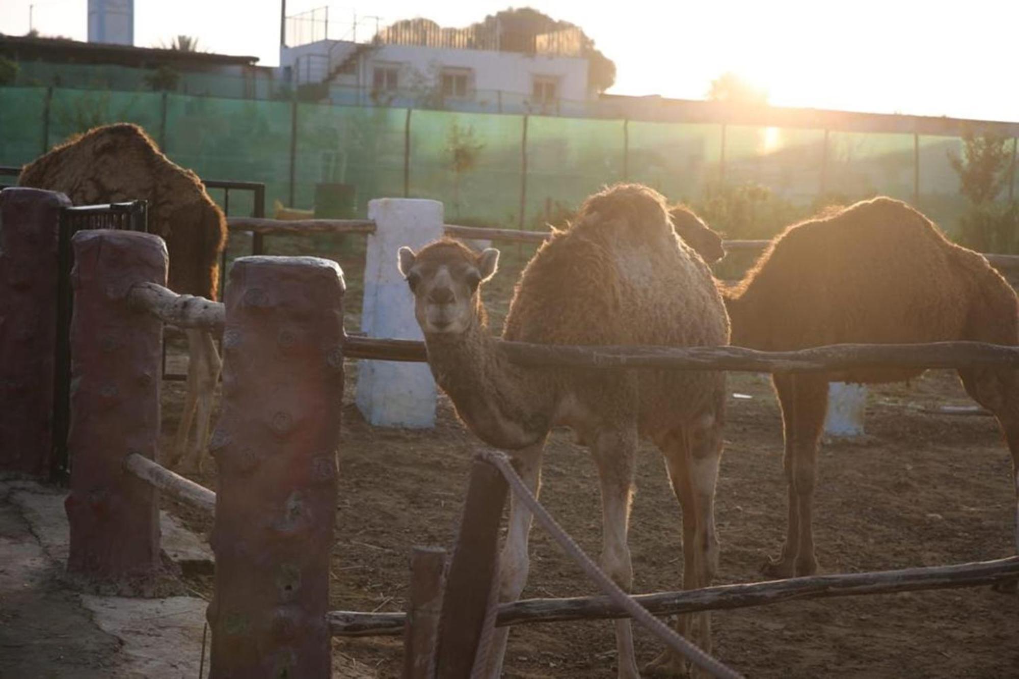 La Granja Guest House Tétouan Екстериор снимка